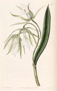 Brassavola venosa